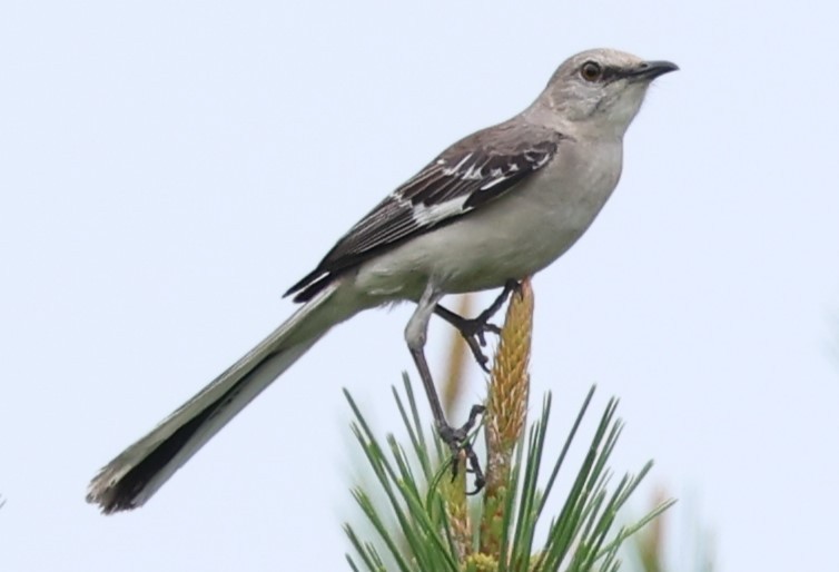 Northern Mockingbird - Duane Yarbrough