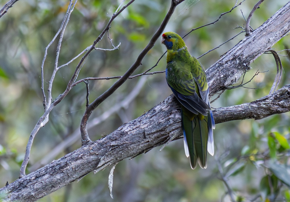 Perico de Tasmania - ML619186843