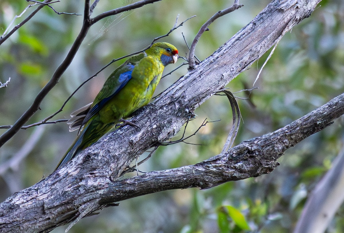 Green Rosella - ML619186845