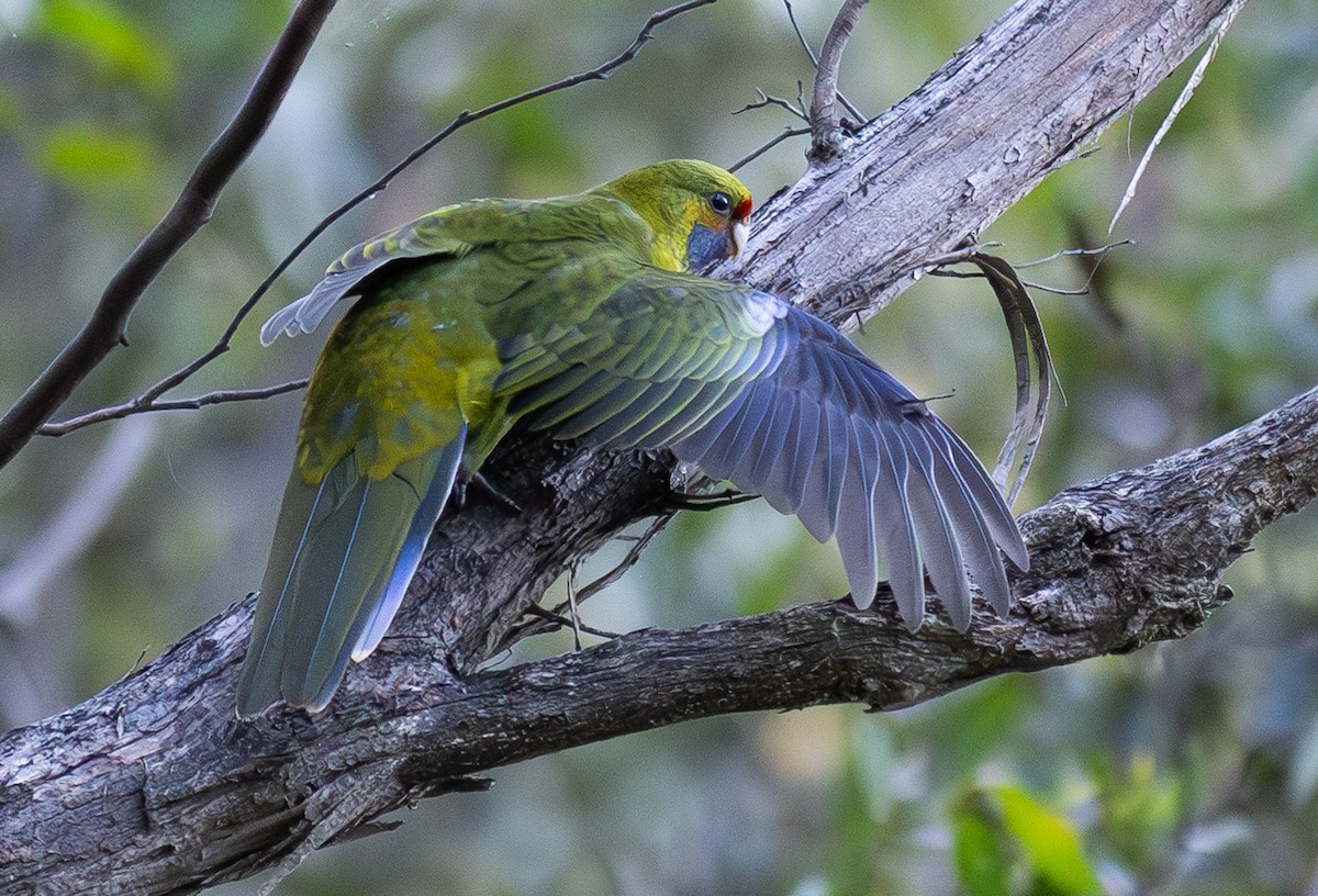 Perico de Tasmania - ML619186846