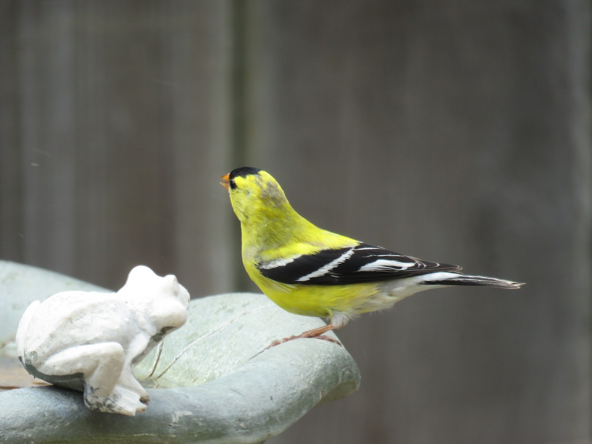 American Goldfinch - Denise Riddle