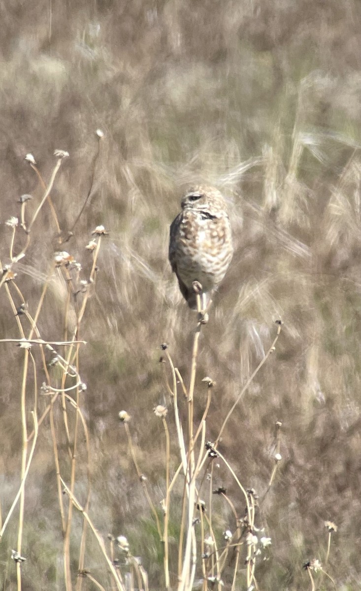 Burrowing Owl - ML619186853