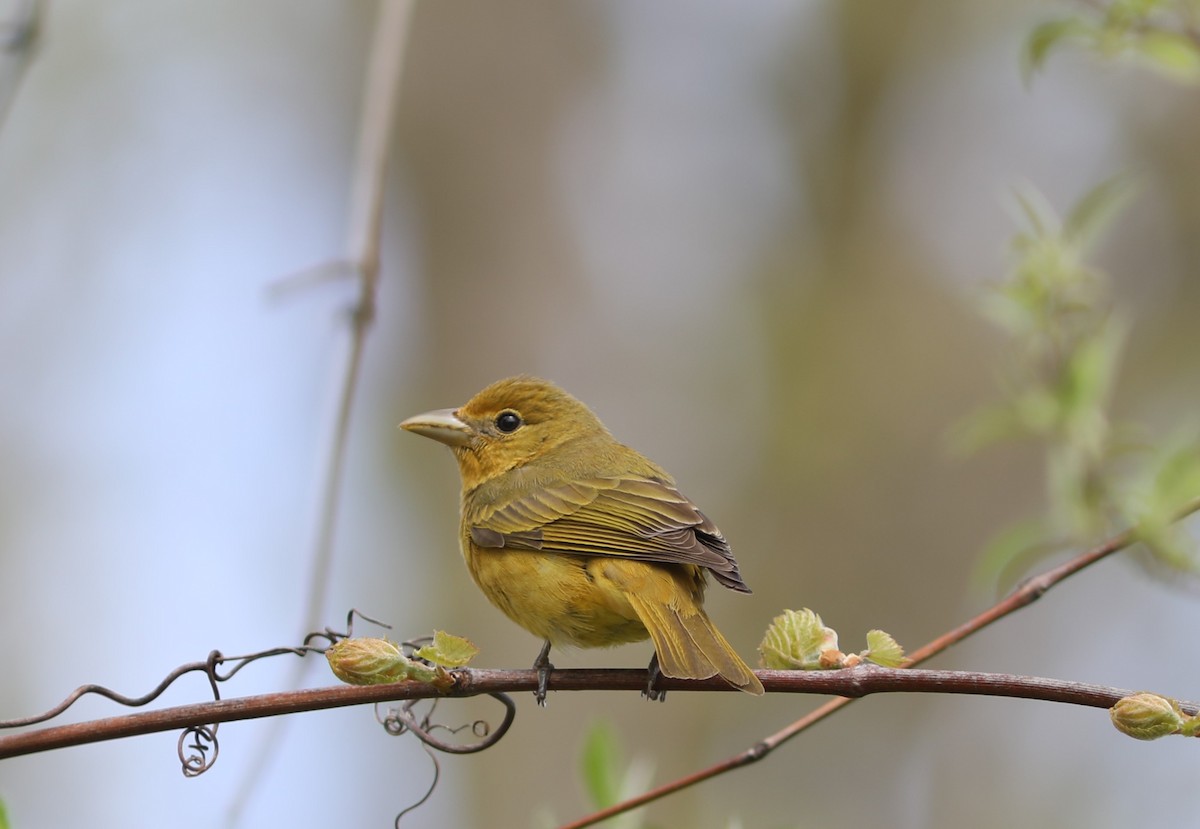 Summer Tanager - Rohan van Twest