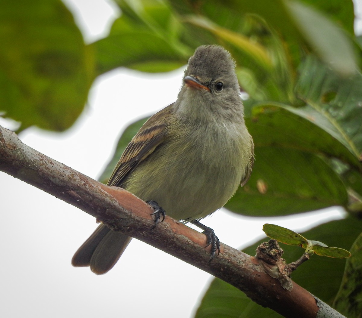 Southern Beardless-Tyrannulet - Rômulo  Silva