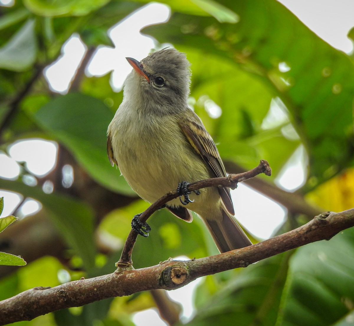 Southern Beardless-Tyrannulet - Rômulo  Silva