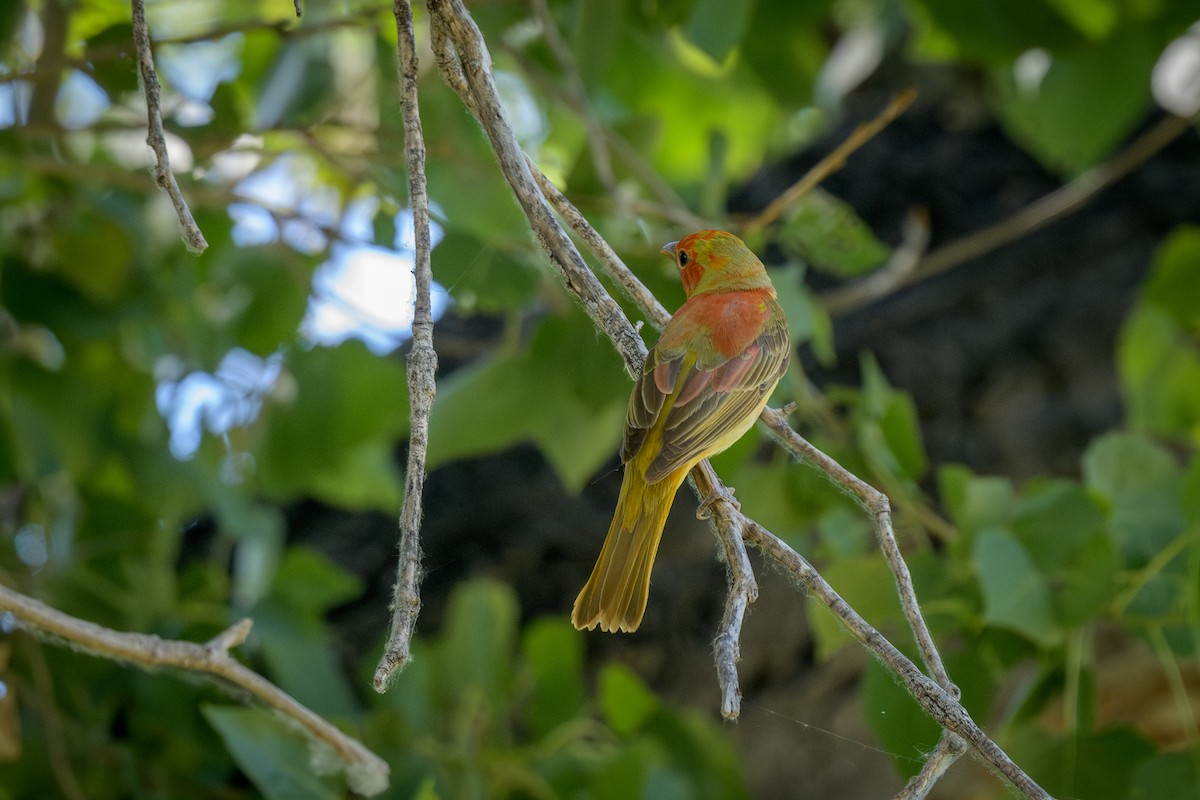 Summer Tanager - Michael Smith