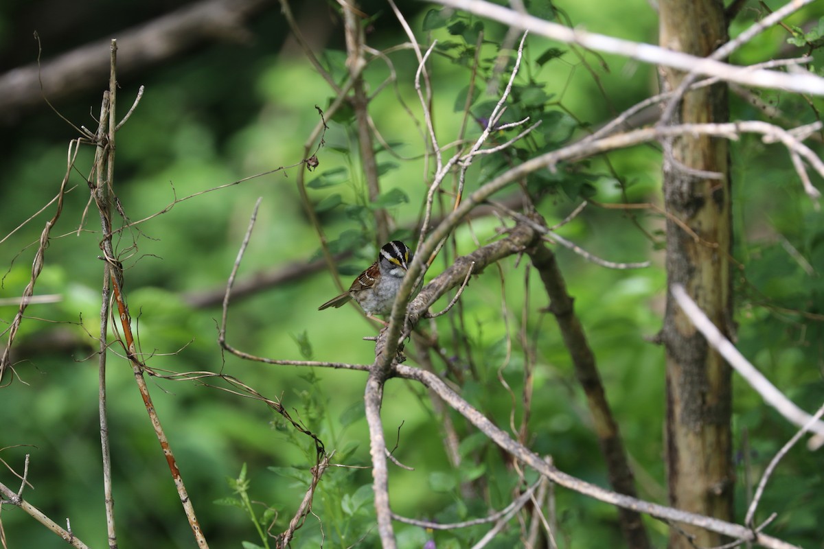 White-throated Sparrow - Susan Szeszol