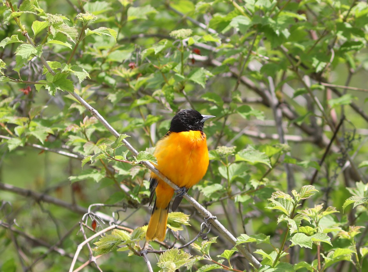 Baltimore Oriole - Rohan van Twest