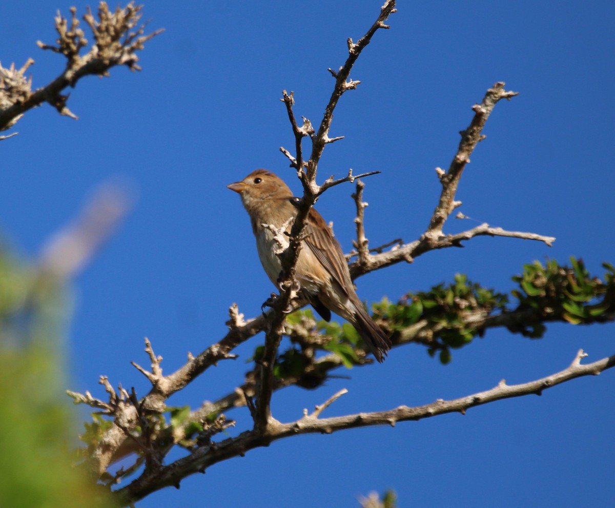 Indigo Bunting - Emmanuel Gabriel Rivera