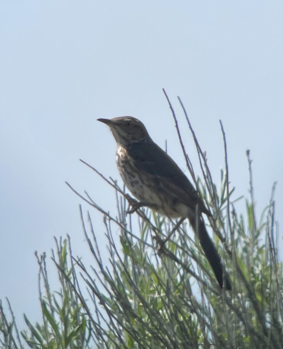 Sage Thrasher - Adam Brewerton