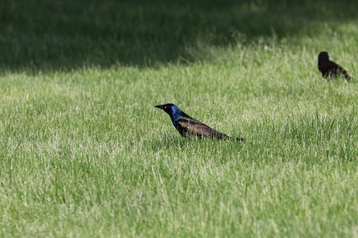 Common Grackle - Susan Szeszol