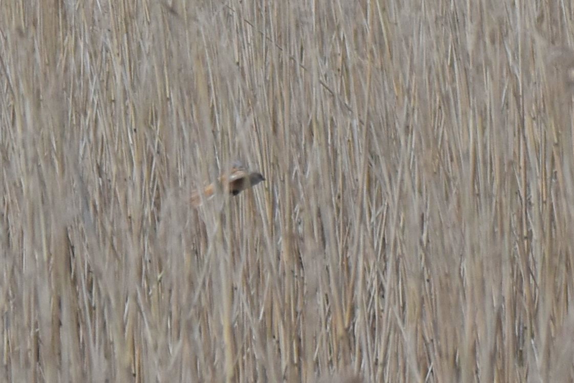 Bearded Reedling - Lukasz Pulawski