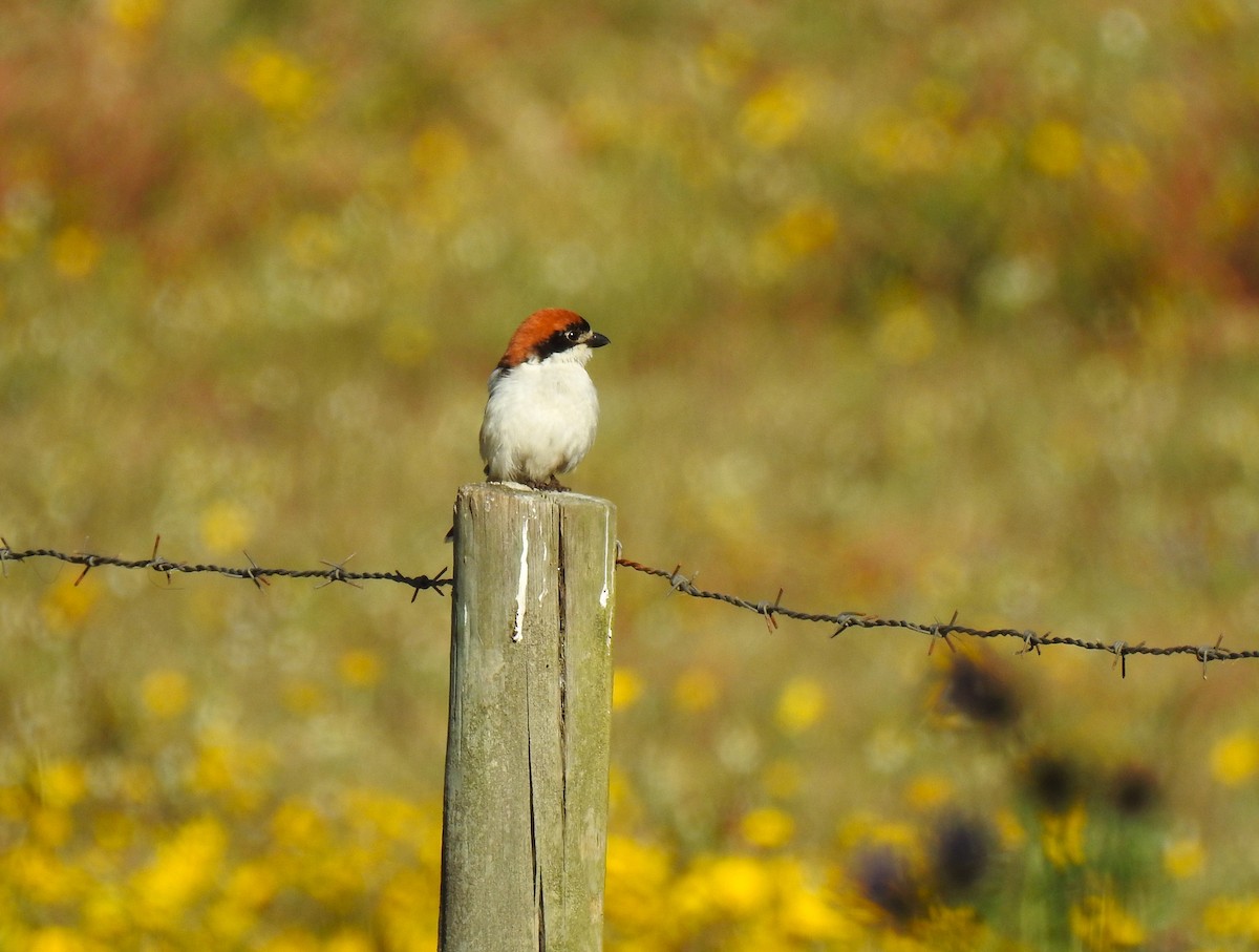 Woodchat Shrike - ML619186939