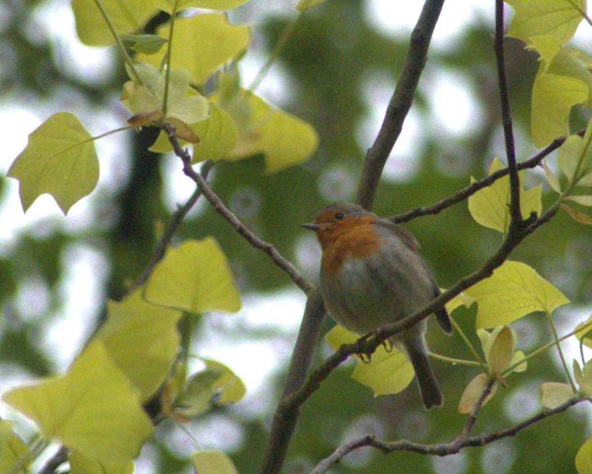 European Robin - Andy Jenkins