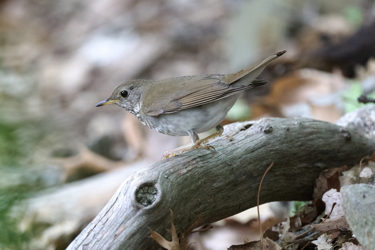 Bicknell's Thrush - Chad Hutchinson