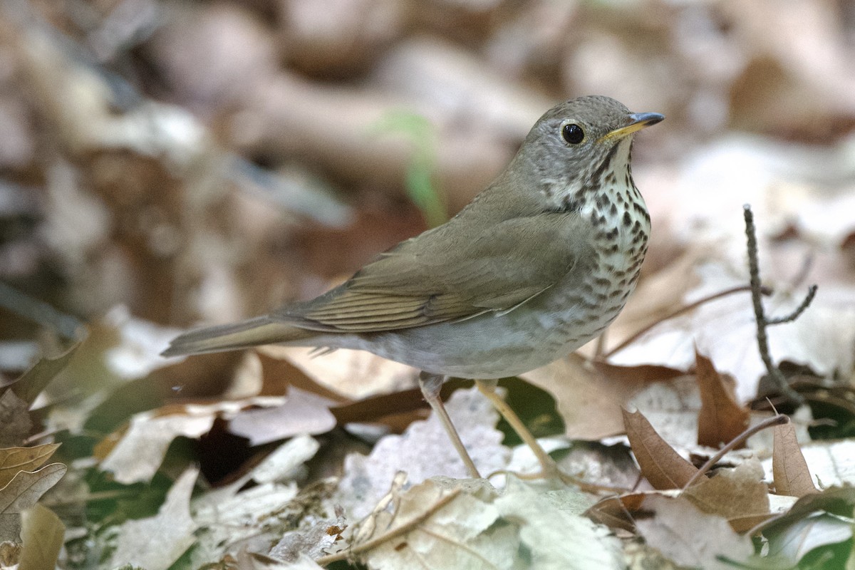 Bicknell's Thrush - Chad Hutchinson