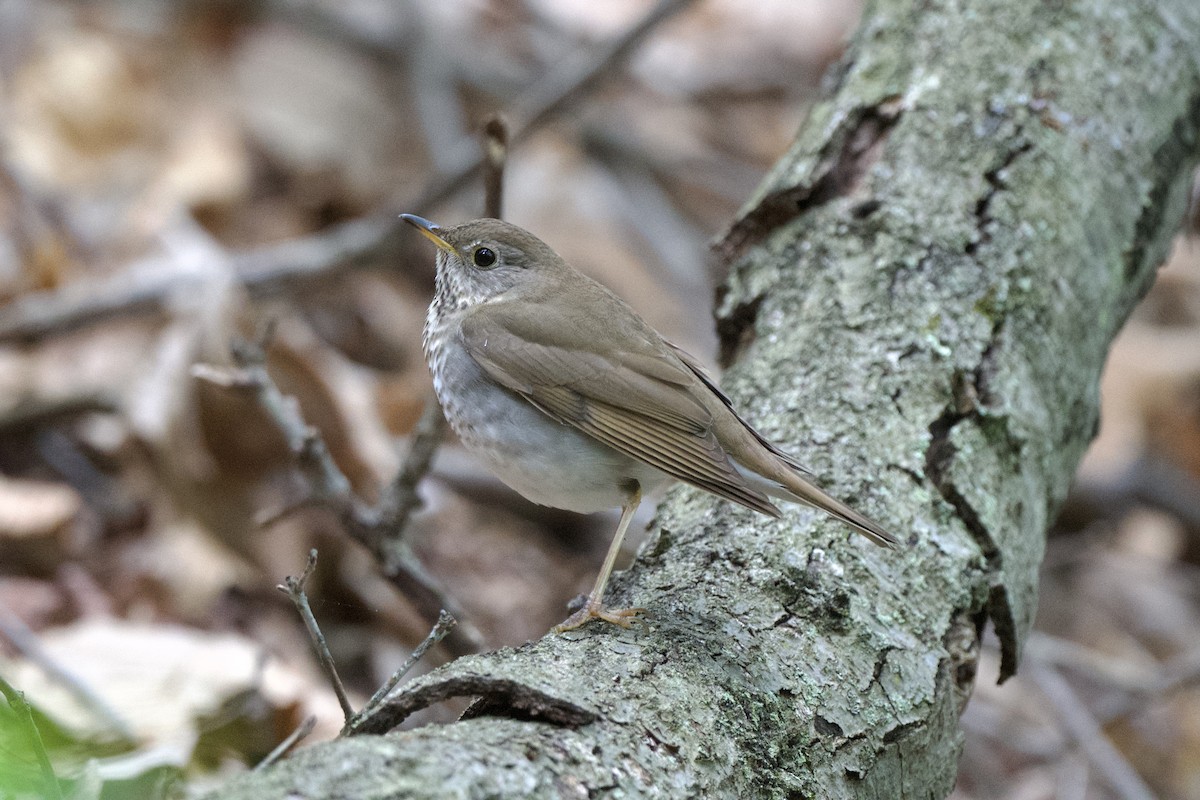 Bicknell's Thrush - Chad Hutchinson