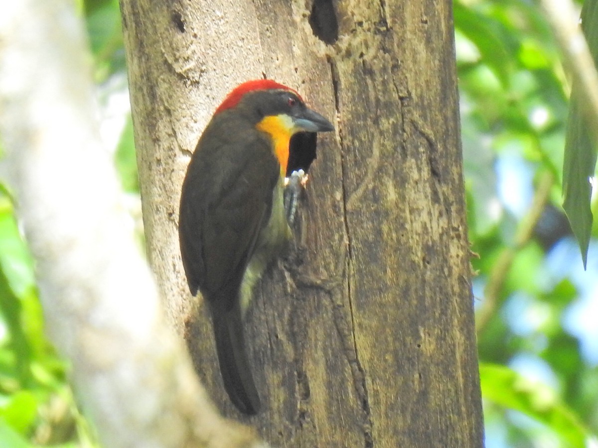 Scarlet-crowned Barbet - Justin Harris