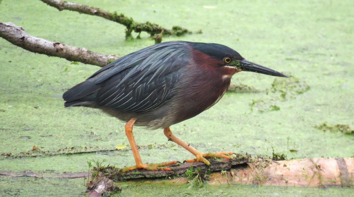 Green Heron - Michel Turcot