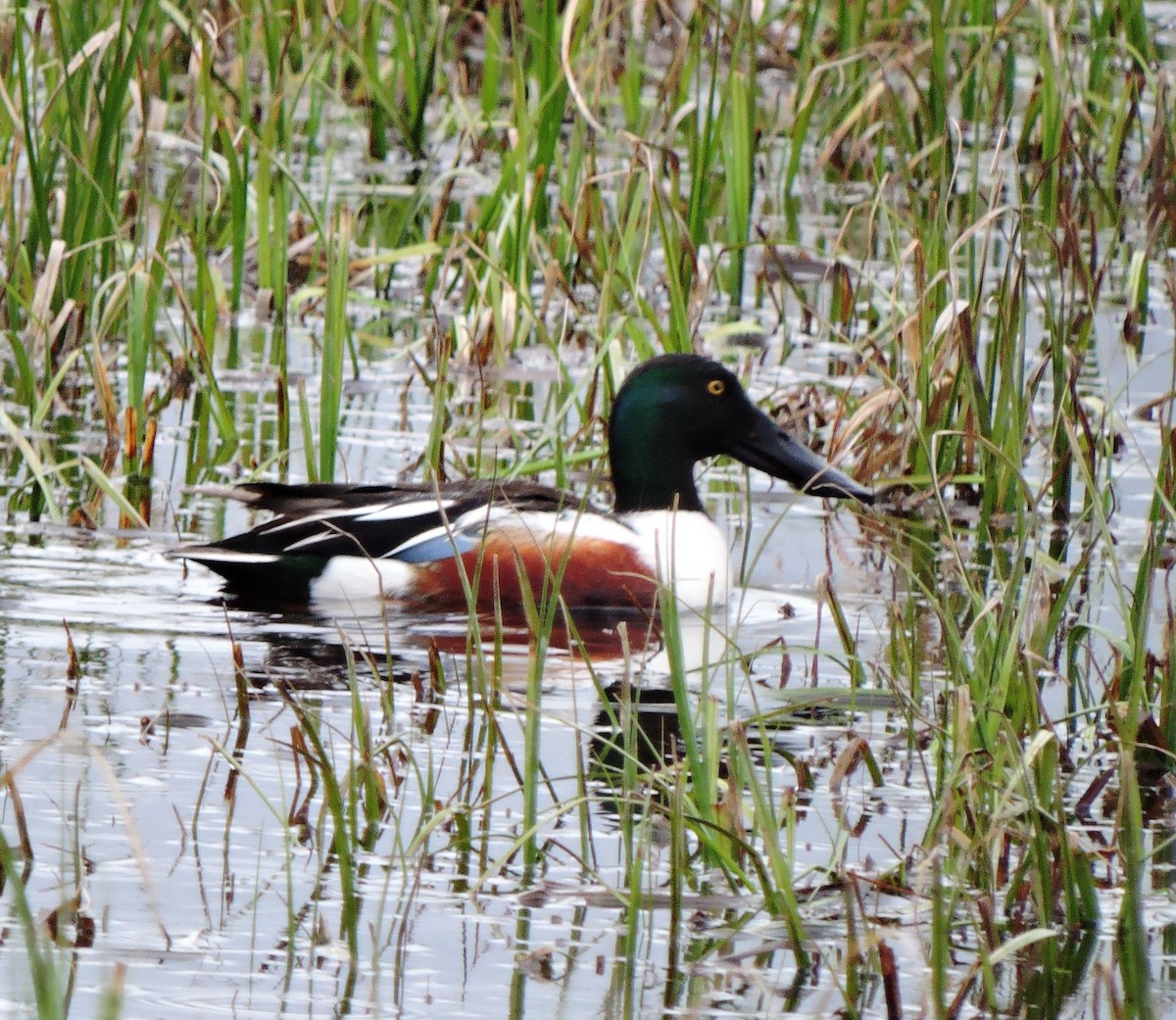 Northern Shoveler - Chuck Chuck