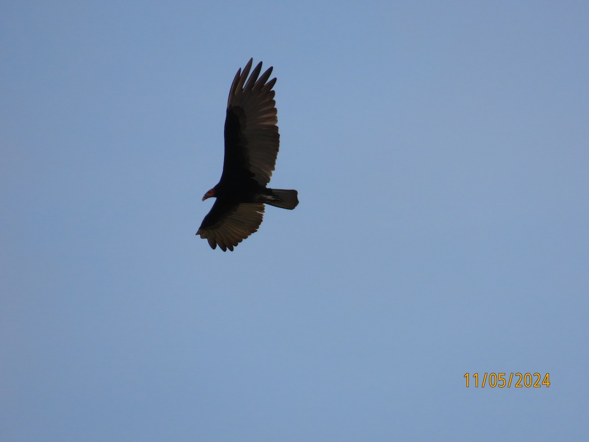 Lesser Yellow-headed Vulture - ML619187020