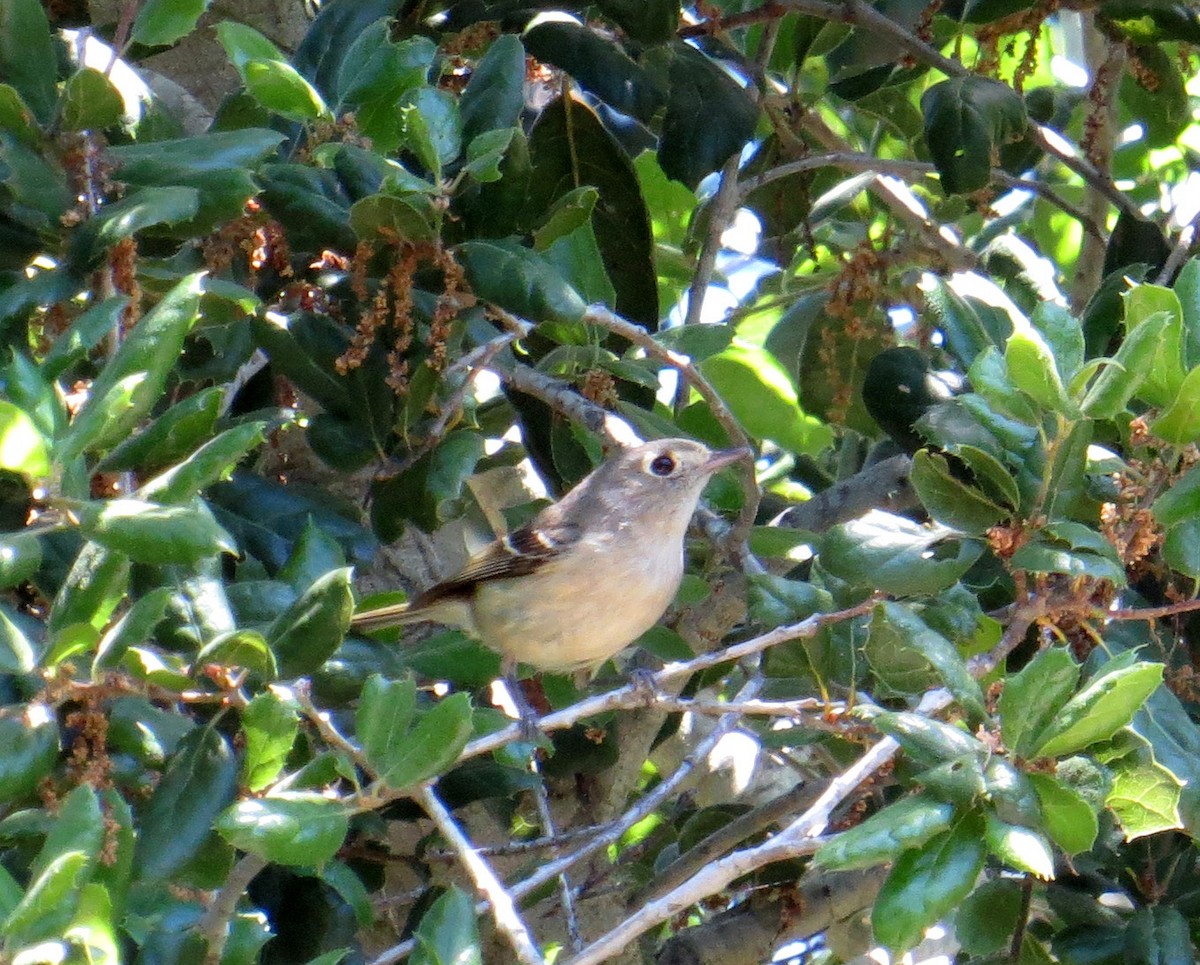 Hutton's Vireo - Pam Campbell