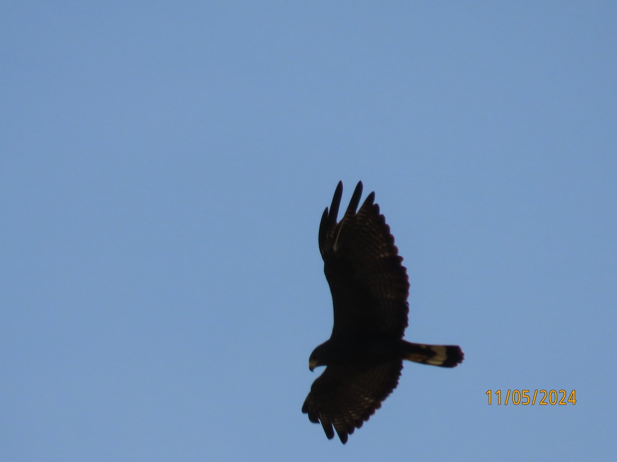 Zone-tailed Hawk - Angie Nurien Duarte Moreno