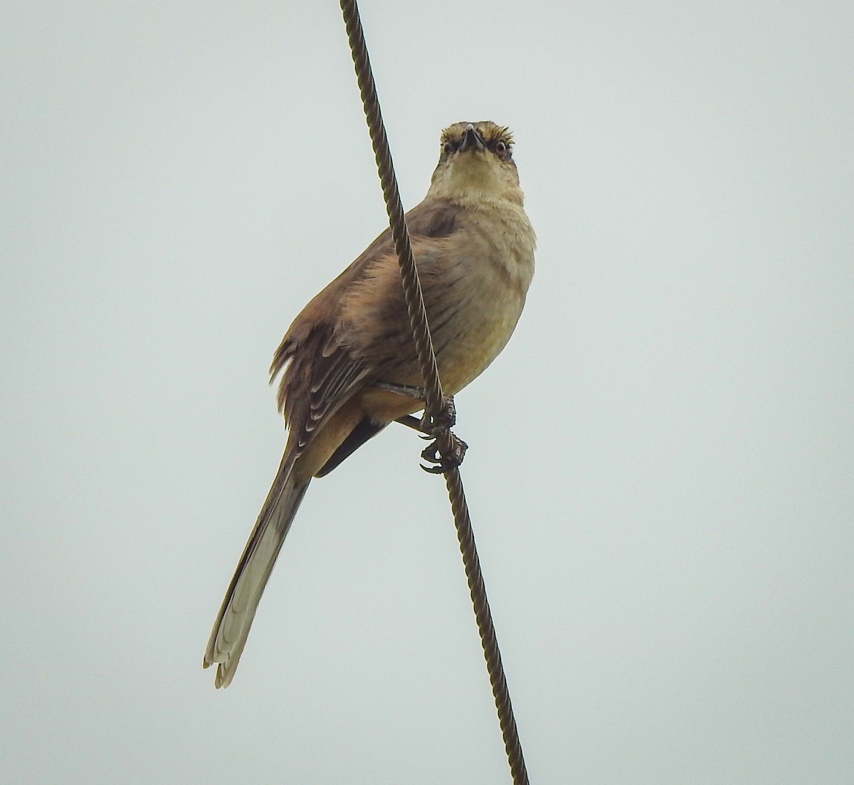 Chalk-browed Mockingbird - Rômulo  Silva