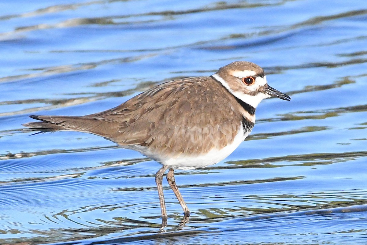 Killdeer - Lewis Gray