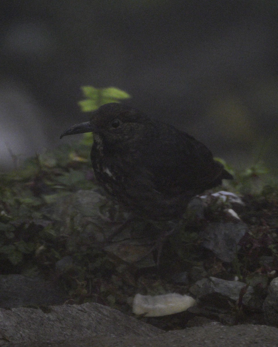 Long-billed Thrush - Partha Saradhi Allam