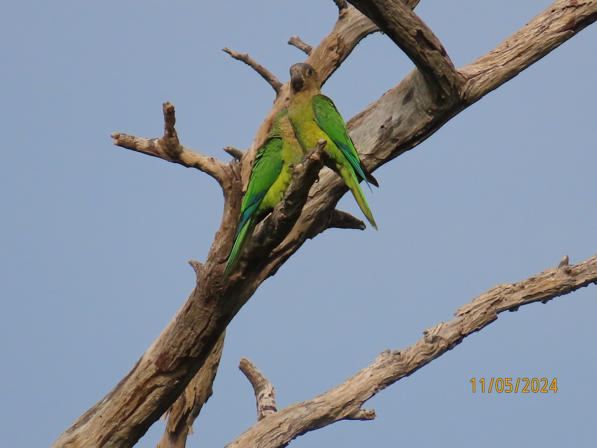 Brown-throated Parakeet - Angie Nurien Duarte Moreno