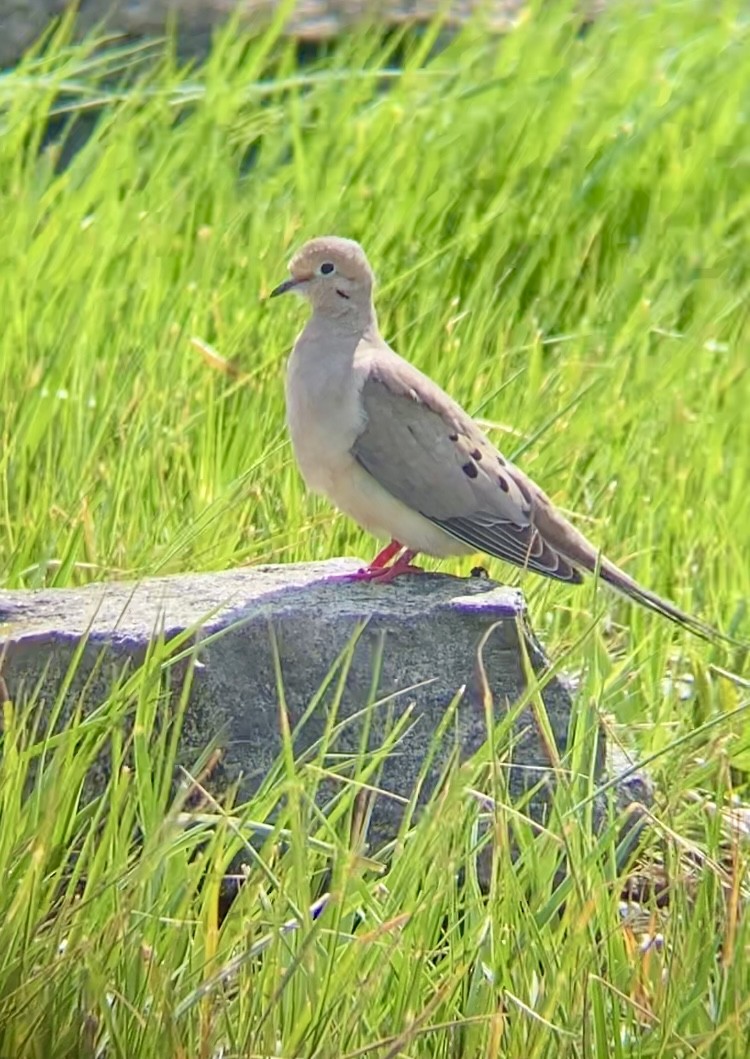 Mourning Dove - John Milauskas