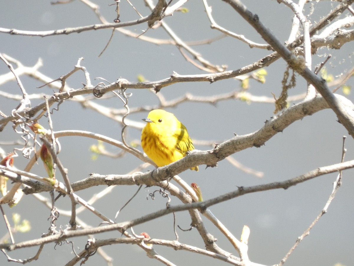 Yellow Warbler - ML619187072