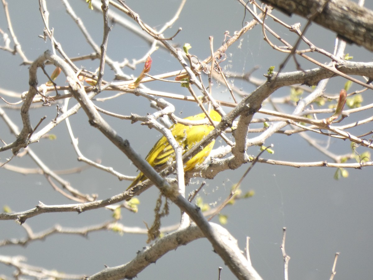 Yellow Warbler - ML619187073
