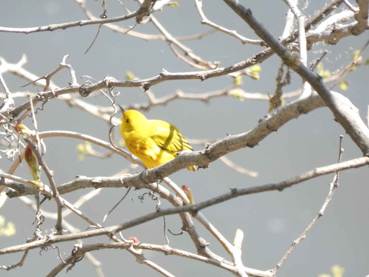 Yellow Warbler - ML619187074