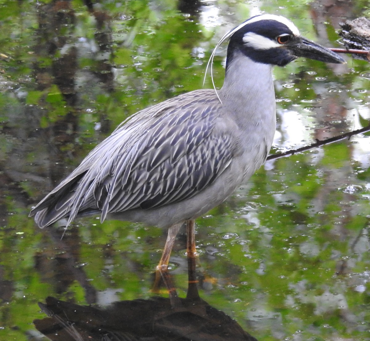 Yellow-crowned Night Heron - Fred Shaffer