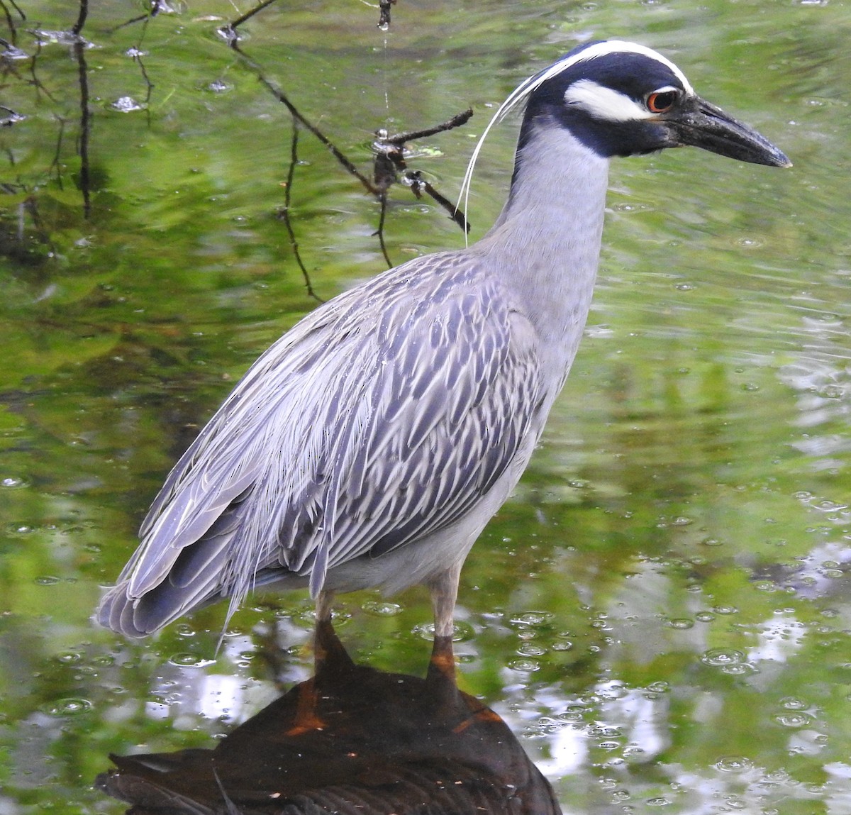 Yellow-crowned Night Heron - Fred Shaffer