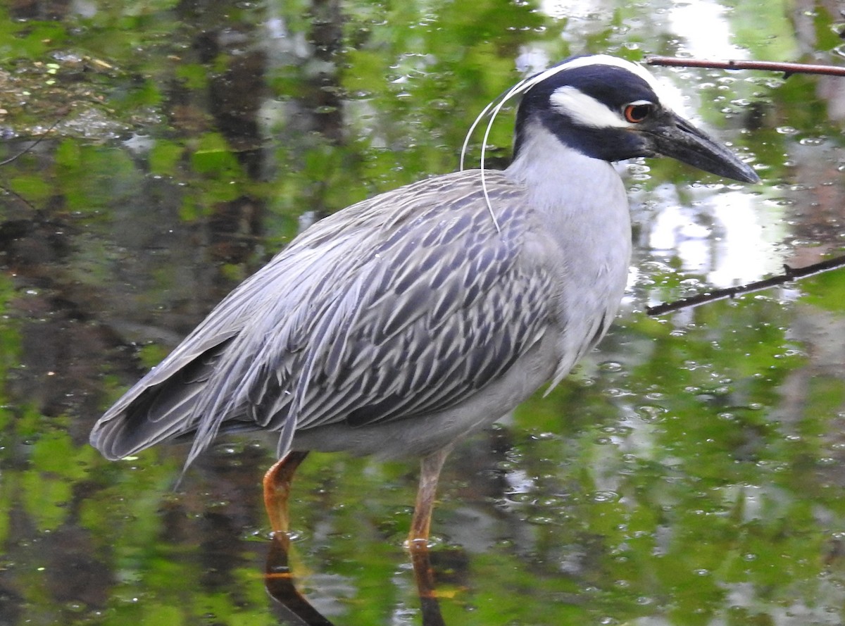 Yellow-crowned Night Heron - ML619187084