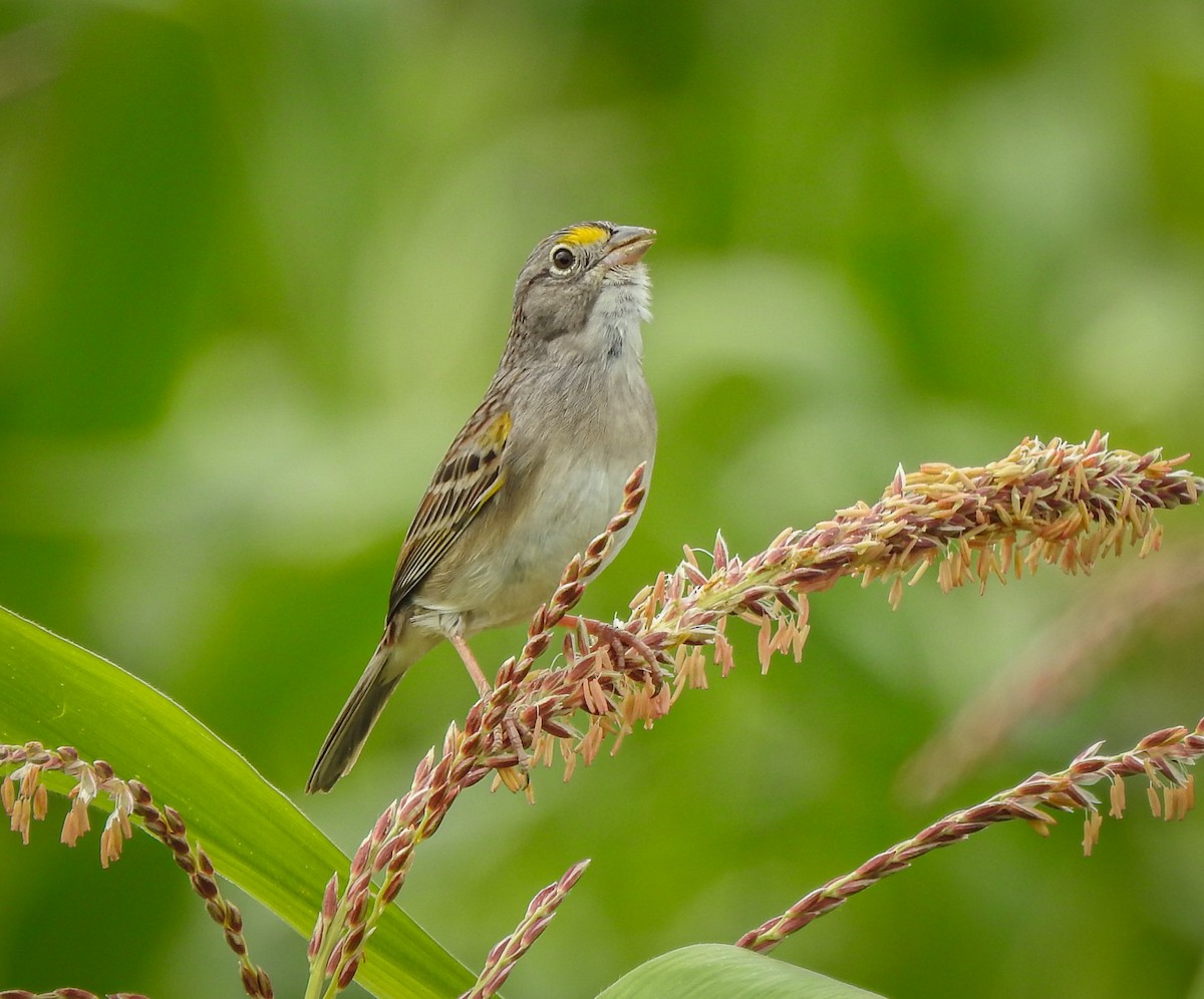 Grassland Sparrow - Rômulo  Silva