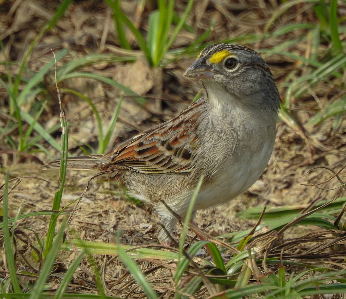 Grassland Sparrow - Rômulo  Silva