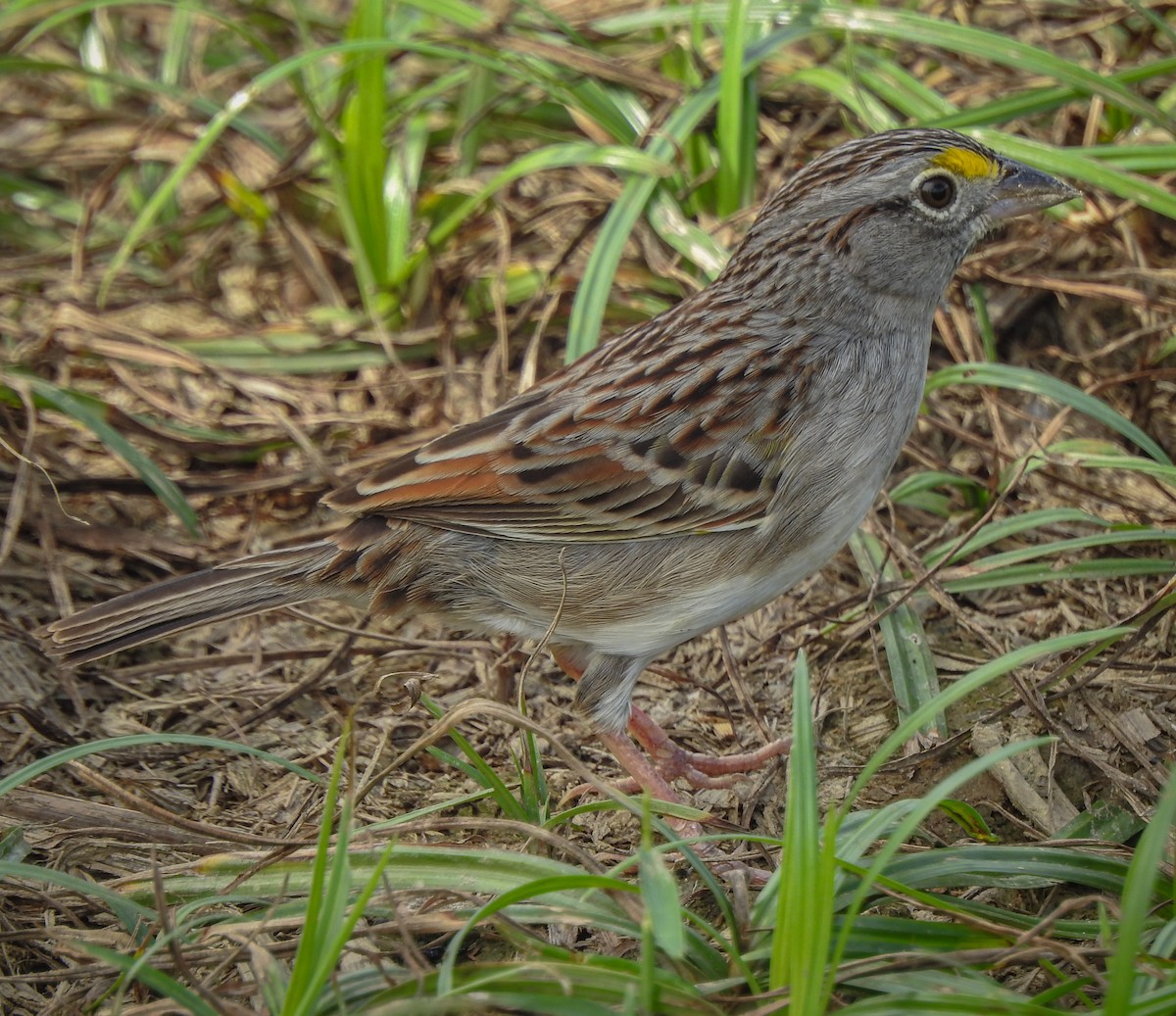 Grassland Sparrow - Rômulo  Silva