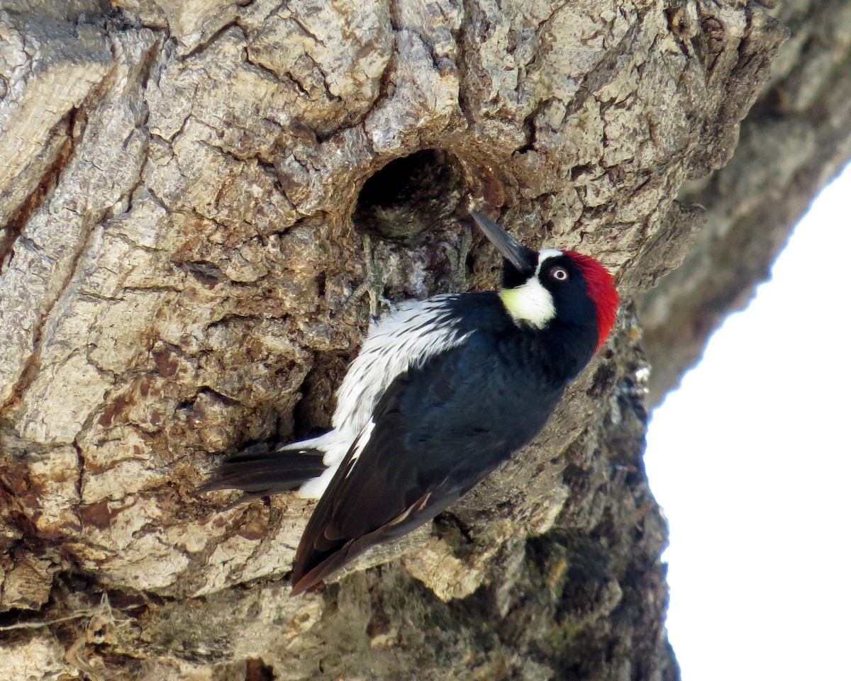 Acorn Woodpecker - Pam Campbell