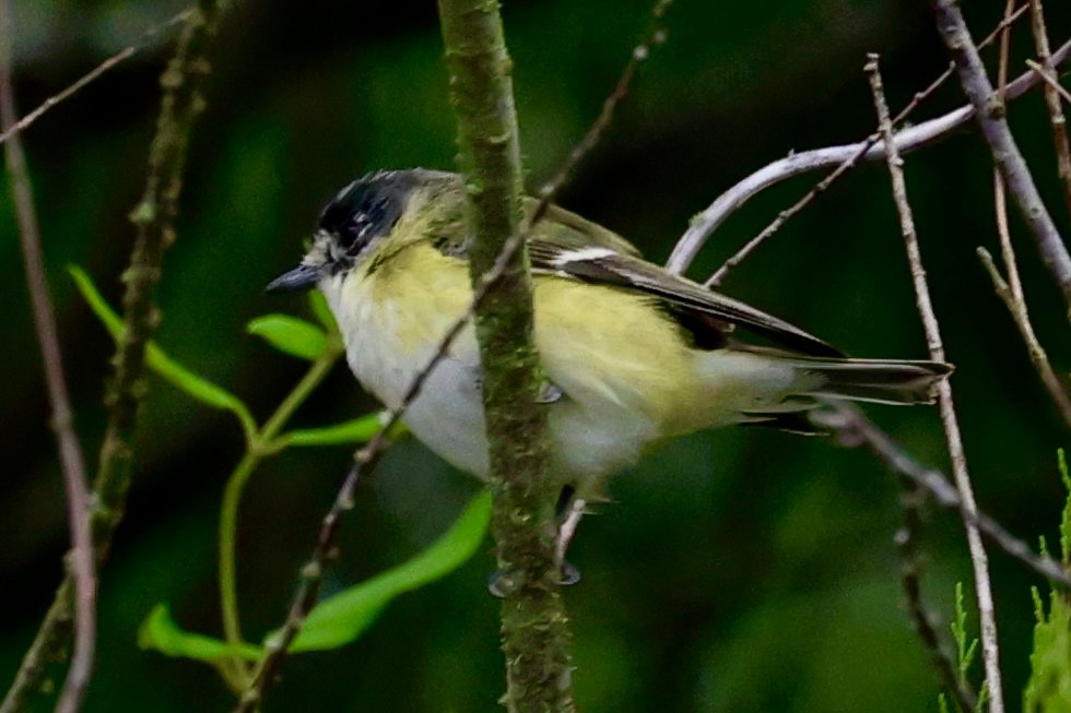 Blue-headed Vireo - Dean Silvers