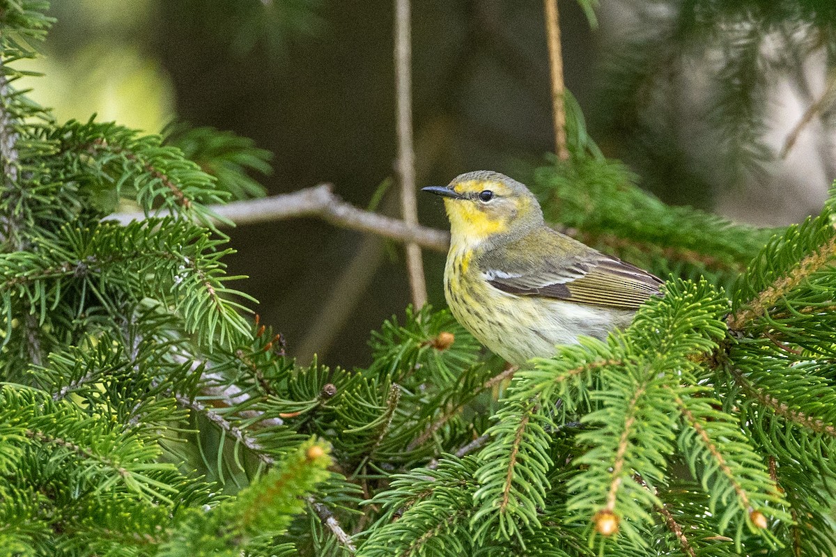 Cape May Warbler - Jacques Brisson