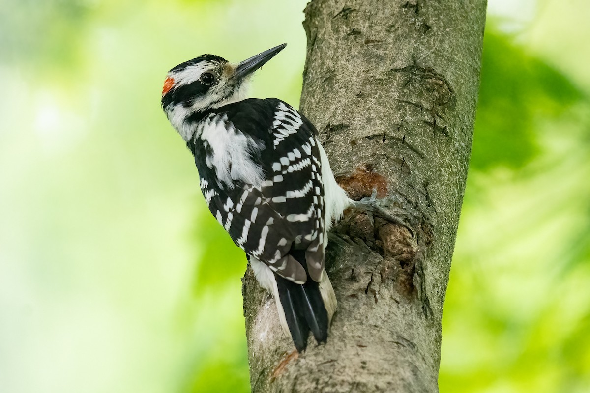 Hairy Woodpecker - Shori Velles