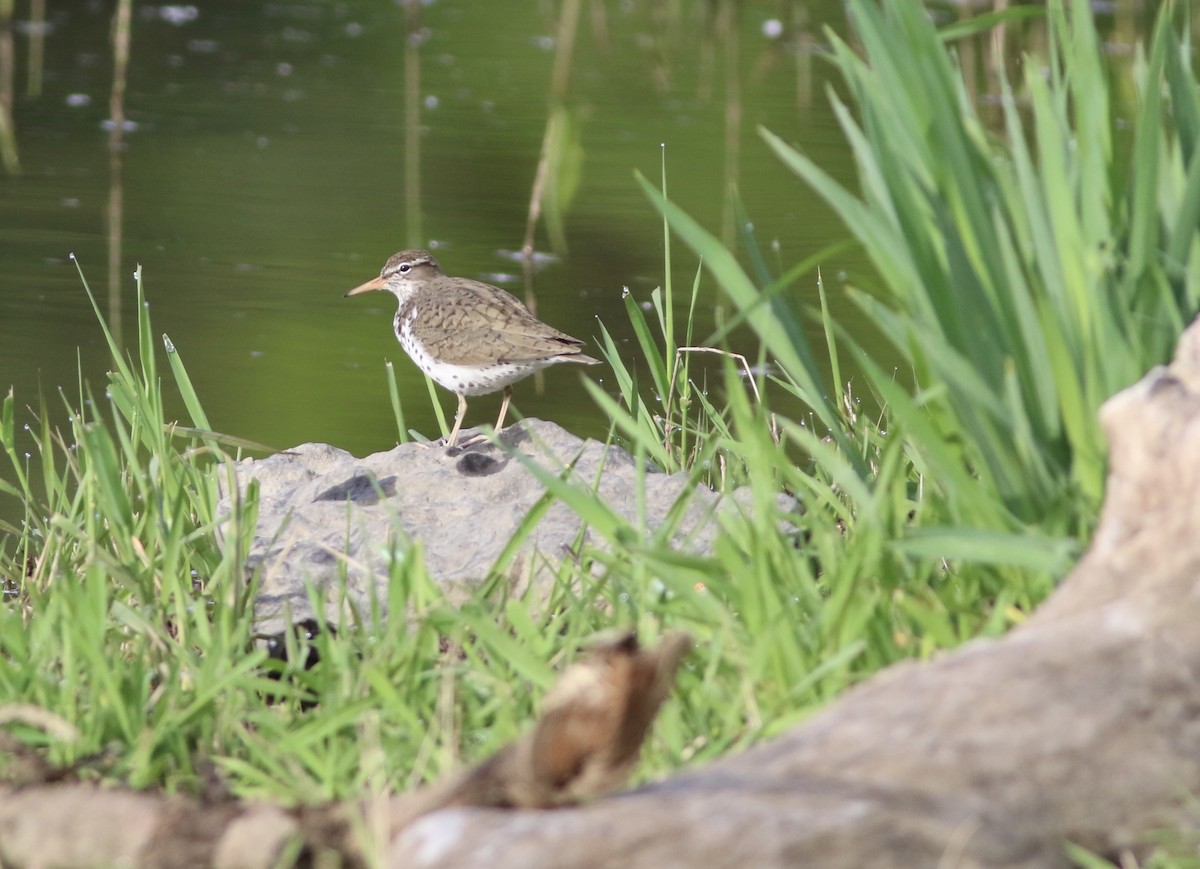 Spotted Sandpiper - ML619187175