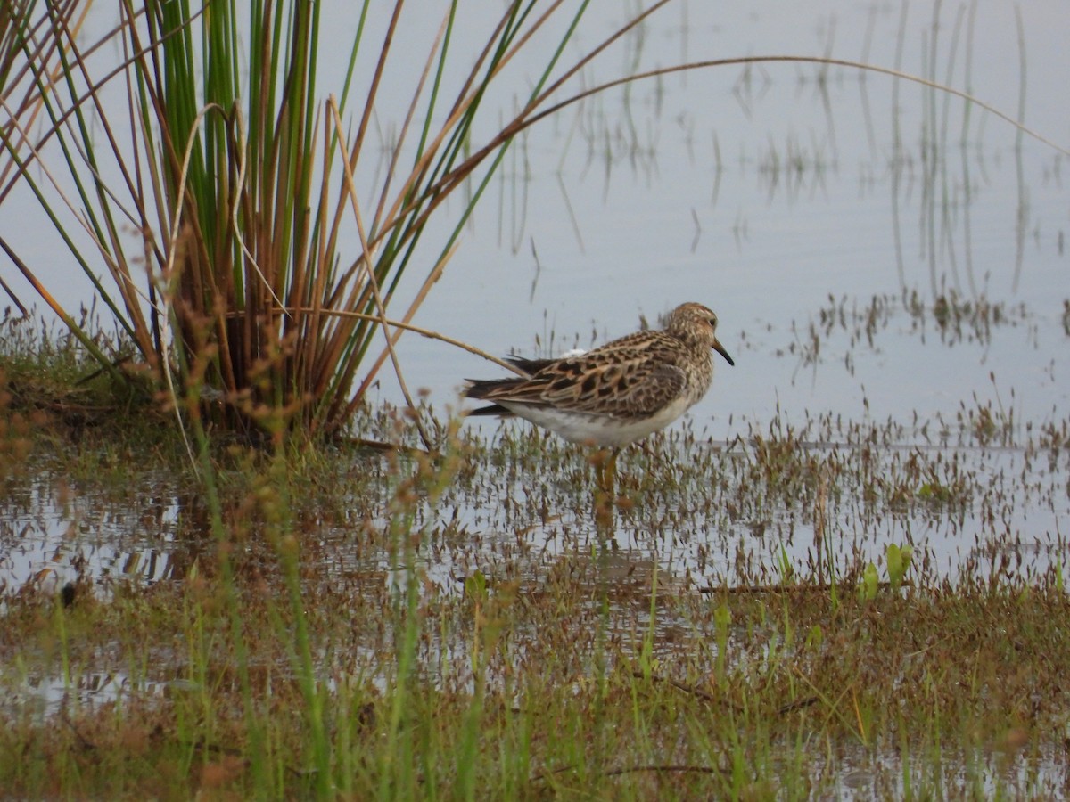 Pectoral Sandpiper - David Gravermoen