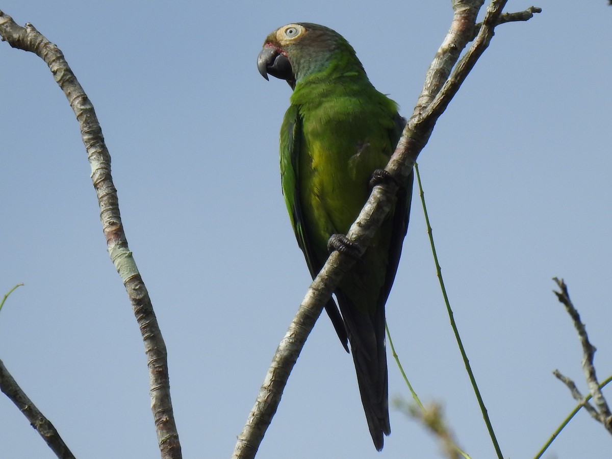 Dusky-headed Parakeet - ML619187193