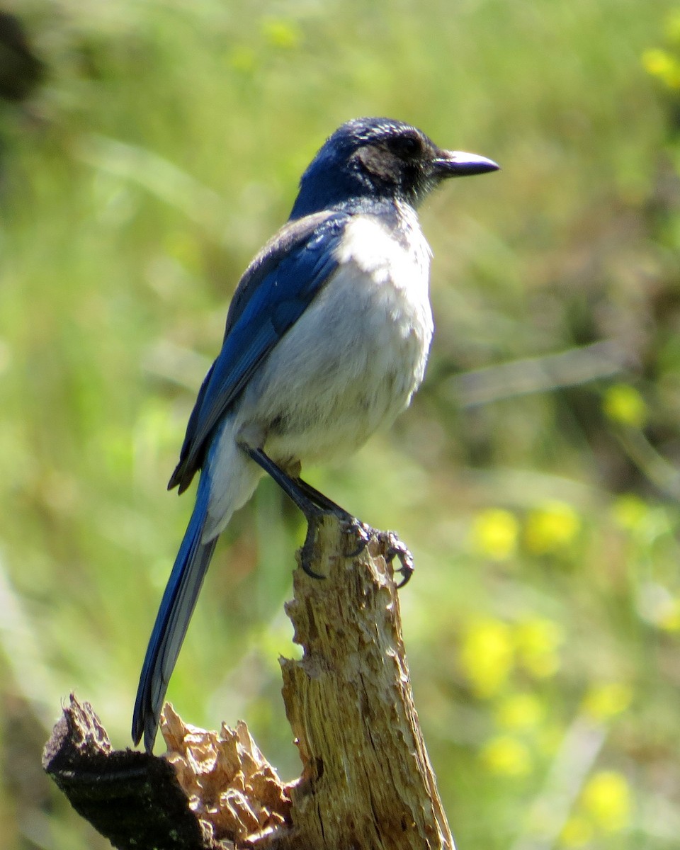 California Scrub-Jay - ML619187196