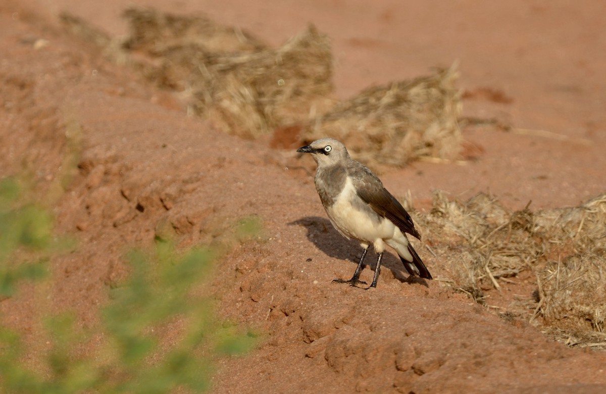 Fischer's Starling - ML619187203